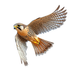 Bird of prey Isolated cutout on transparent or white background.