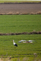 storks on a meadow during daytime