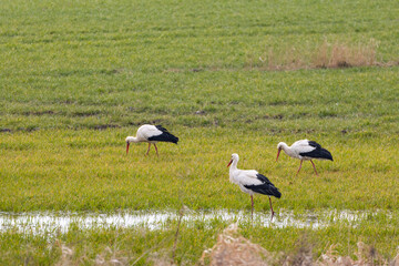 pierwsze bociany na łące w ciągu dnia. Wiosna się zaczęła