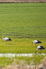pierwsze bociany na łące w ciągu dnia. Wiosna się zaczęła