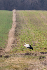 storks on a meadow during daytime