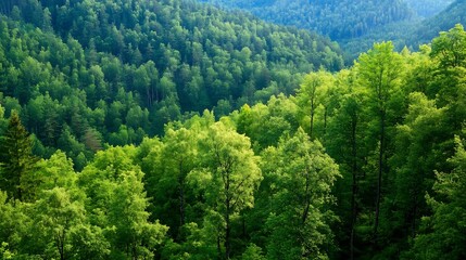 Lush Green Forest With Majestic Trees Covering the Scenic Valley Below : Generative AI