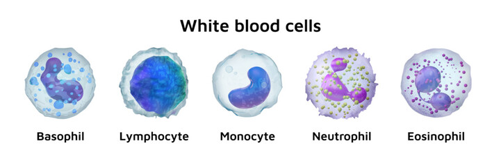 Blood cell. White human eosinophil. 3D immune monocyte. Neutrophil and lymphocyte. Hematology structure. Basophil sphere. Science diagnostic research. Antigen body. Vector isolated set