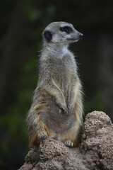 a meerkat sits on top of a rock and looks around