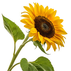 Obraz premium Single bright yellow sunflower with green leaves