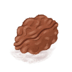 walnut Illustration PNG clipart 