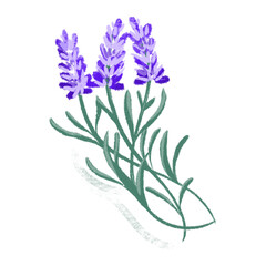 Lilac Illustration PNG clipart 