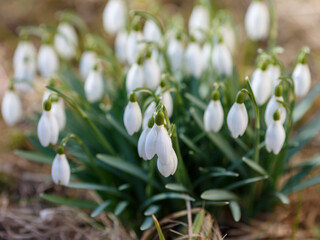 Fototapeta premium Snowdrops bloom in the forest or in the garden in early spring
