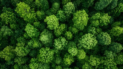 Aerial View of Dense Green Forest Canopy Offering a Lush and Lively Natural Landscape : Generative AI