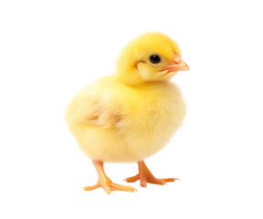 Cute yellow baby chick on Png Format and Transparent Background
