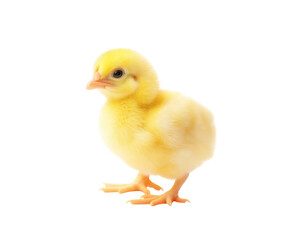 Obraz premium Cute yellow baby chick on Png Format and Transparent Background