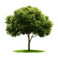 Fototapeta premium A realistic tree with green leaves isolated on transparent background