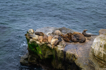 2024-09-21 SEVERAL SEALS BASKING ON A LARGE ROCK OUTCROPPING AT THE  LA JOLLA COVE WITH THE PACIFIC OCEAN IN THE BACKGROUND