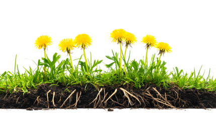 A bunch of yellow flowers are growing in the dirt
