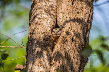 Indian Scoop Owl