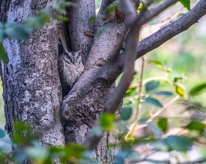 Indian Scoop Owl