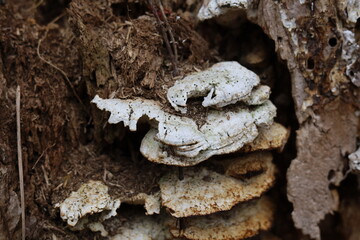 Rotting and decomposing log with shelf fungi cluster growing