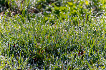 Morning dew on the grass in the meadow