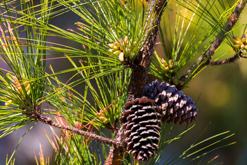 The flowering eastern white pine