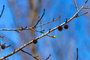 Sprouting spring buds and old fruits American sweetgum tree (Liquidambar styraciflua), American sweetgum ball