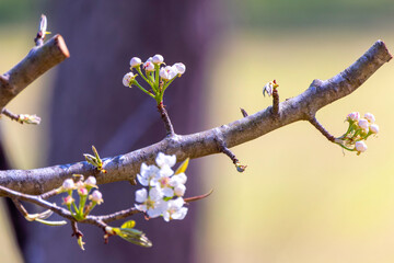 Blooming tree in the spring in the garden