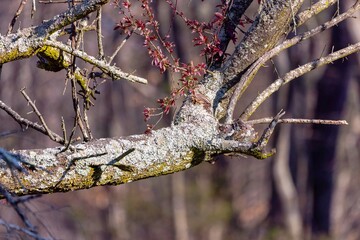 Physcia stellaris is a species of lichen. In North America, it is known colloquially as the fringed...