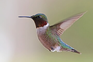 hummingbird