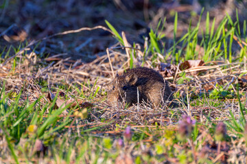 The eastern meadow vole (Microtus pennsylvanicus), sometimes called the field mouse or meadow mouse