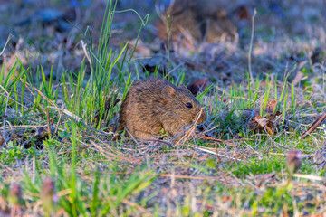 The eastern meadow vole (Microtus pennsylvanicus), sometimes called the field mouse or meadow mouse