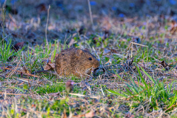 The eastern meadow vole (Microtus pennsylvanicus), sometimes called the field mouse or meadow mouse