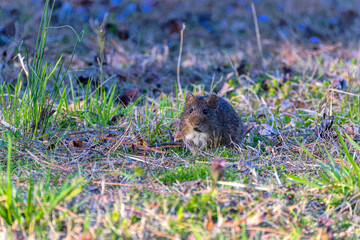 The eastern meadow vole (Microtus pennsylvanicus), sometimes called the field mouse or meadow mouse