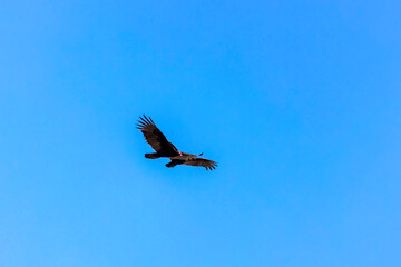 The turkey vulture (Cathartes aura) in flight