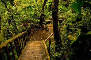 wooden staircase in the jungle