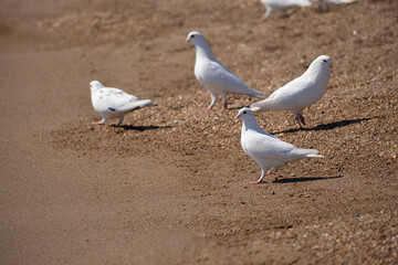 White doves on the sand by the sea