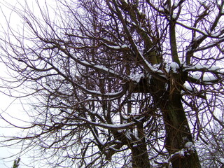 Winter landscape featuring bare trees with snow-covered branches in a scenic outdoor setting