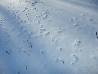 Tracks and patterns in fresh snow reveal wildlife activity on a winter day in a quiet forest