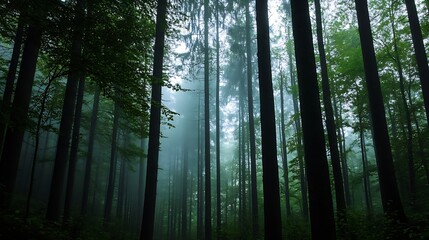 Fototapeta premium Mysterious misty forest with tall trees beautifully illuminated by soft light creating a serene atmosphere : Generative AI