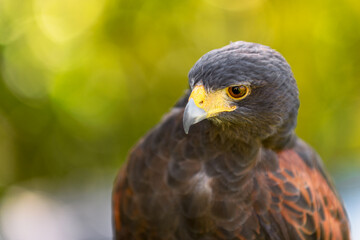 Fototapeta premium Hawk (Parabuteo unicinctus) Tilts Head to Look Left