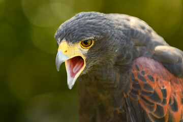 Hawk (Parabuteo unicinctus) Screams