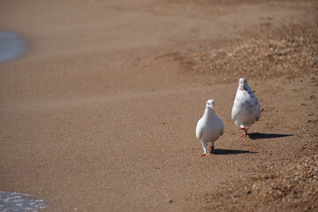 White doves on the sand by the sea