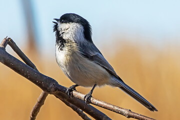 chickadee