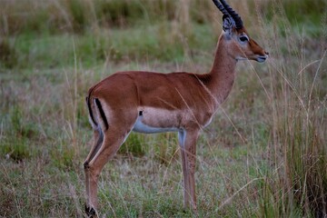 impala in the savannah