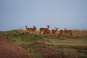 impala in the savannah