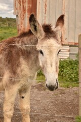 A cute donkey stands behind a wire fence on a farm