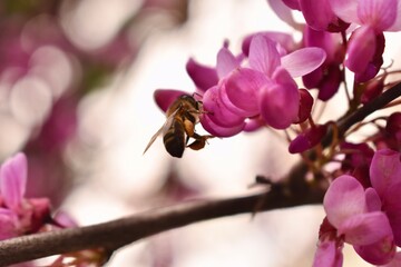 A bee sits on a cherry blossom flower