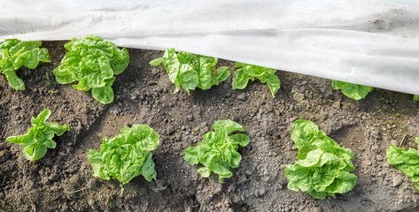 Nonwoven agrotextile covering lettuce in organic vegetable polytunnel, selective focus.