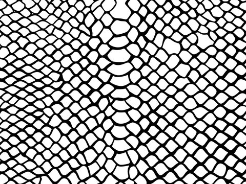 Hand drawn snake skin pattern with black, Animal skin background, Monochrome illustration