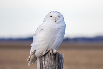 snow owl