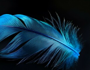 white feather on black background