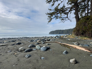 Tree lined coast on a rocky beach in the Pacific Northwest